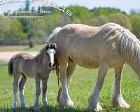 palomino-gvhs-horse