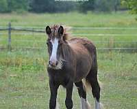 black-gvhs-horse