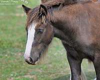 black-gypsy-vanner-filly