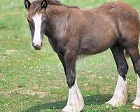 black-gvhs-filly