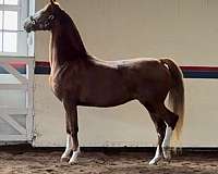 shea-stables-dutch-warmblood-horse