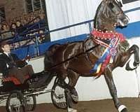 ritida-dutch-warmblood-horse