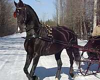 all-around-started-under-saddle-dutch-warmblood-horse