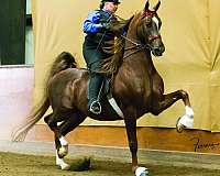 shea-stables-horse