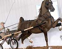 ritida-horse