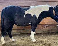 all-around-miniature-horse