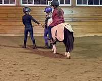 no-vices-miniature-horse