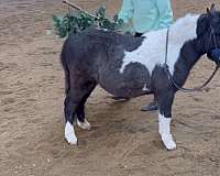 rideable-miniature-horse