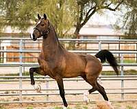 graaf-kelly-horse