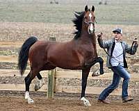 graaf-kelly-mare
