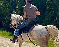 grey-gelding-for-sale