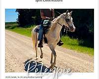 grey-arabian-gelding