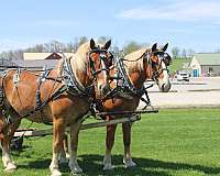 beginner-belgian-horse