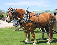 driving-belgian-horse