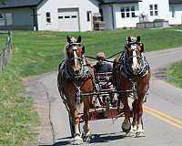 kid-safe-belgian-horse