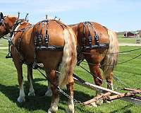 parade-belgian-horse