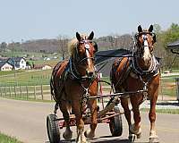 pleasure-driving-belgian-horse