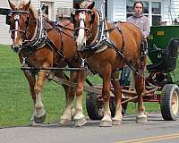 team-driving-belgian-horse