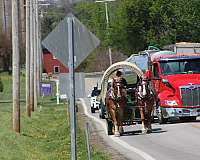 beginner-gelding