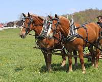 driving-gelding