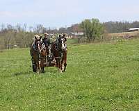 kid-safe-gelding