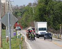 parade-gelding