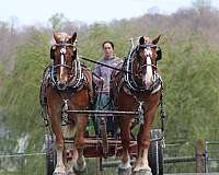 pleasure-driving-gelding