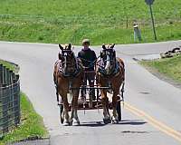 team-driving-gelding