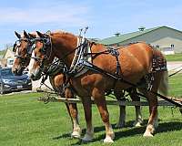 beginner-horse