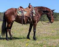 athletic-quarter-horse