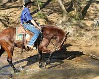 beginner-quarter-horse