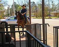 calf-roping-quarter-horse
