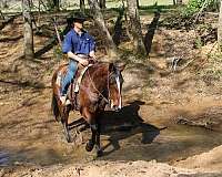 endurance-quarter-horse