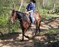 husband-safe-quarter-horse