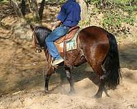 kid-safe-quarter-horse