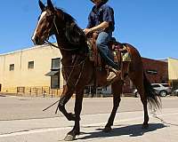 performance-quarter-horse