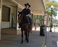 ranch-quarter-horse