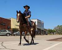 ranch-work-quarter-horse