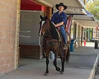 ridden-western-quarter-horse