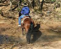 trail-quarter-horse