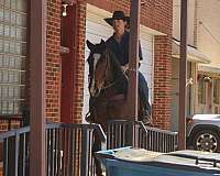 trail-riding-quarter-horse