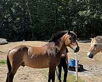 beginner-new-forest-pony-pony