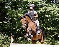 cross-new-forest-pony-pony