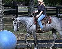 aqha-quarter-horse