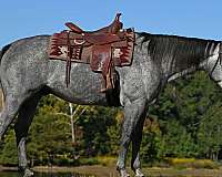 flashy-quarter-horse