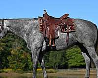 gelding-quarter-horse