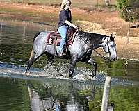 gentle-quarter-horse