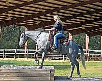 bombproof-quarter-horse