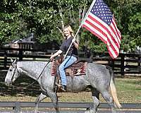 all-around-quarter-horse