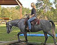 western-quarter-horse